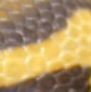 Python-Schuppen, © Bernd Klein